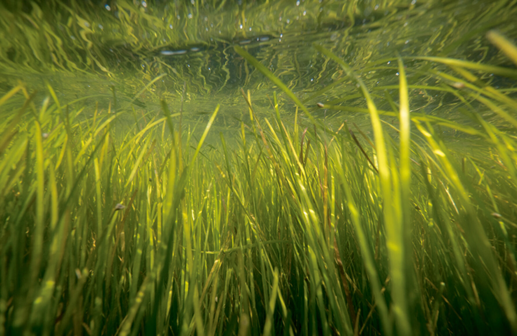 Eelgrass underwater